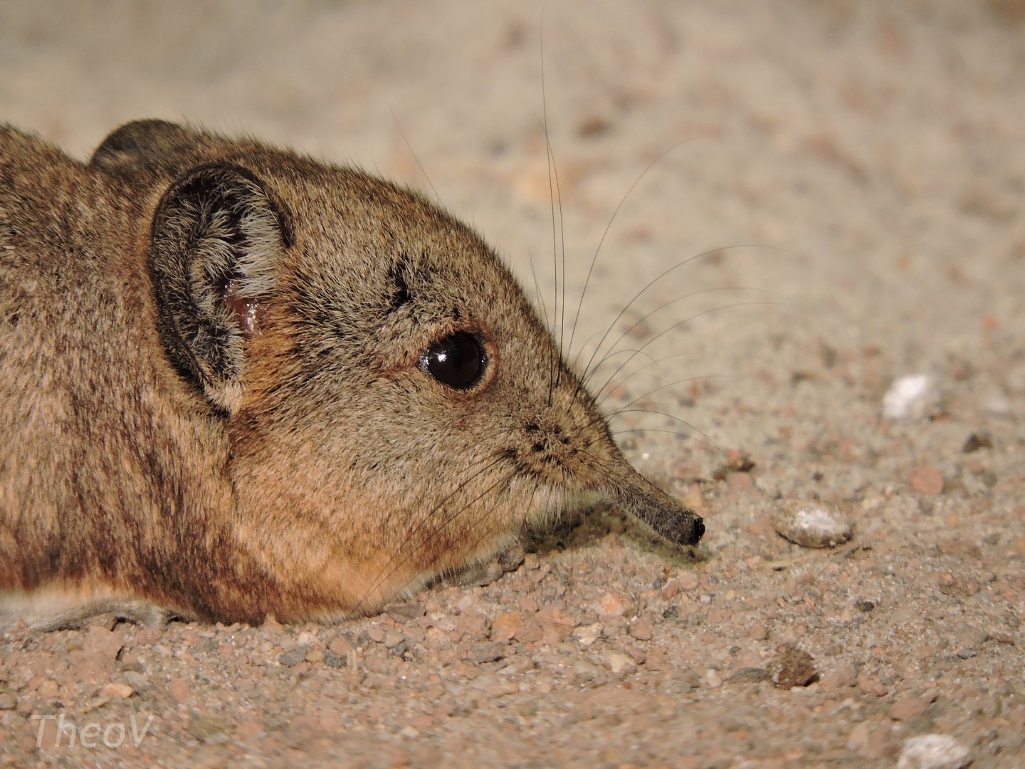 Round-eared elephant shrew [2016]