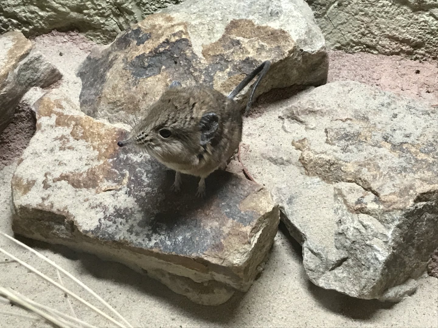 Round-eared elephant shrew 261019