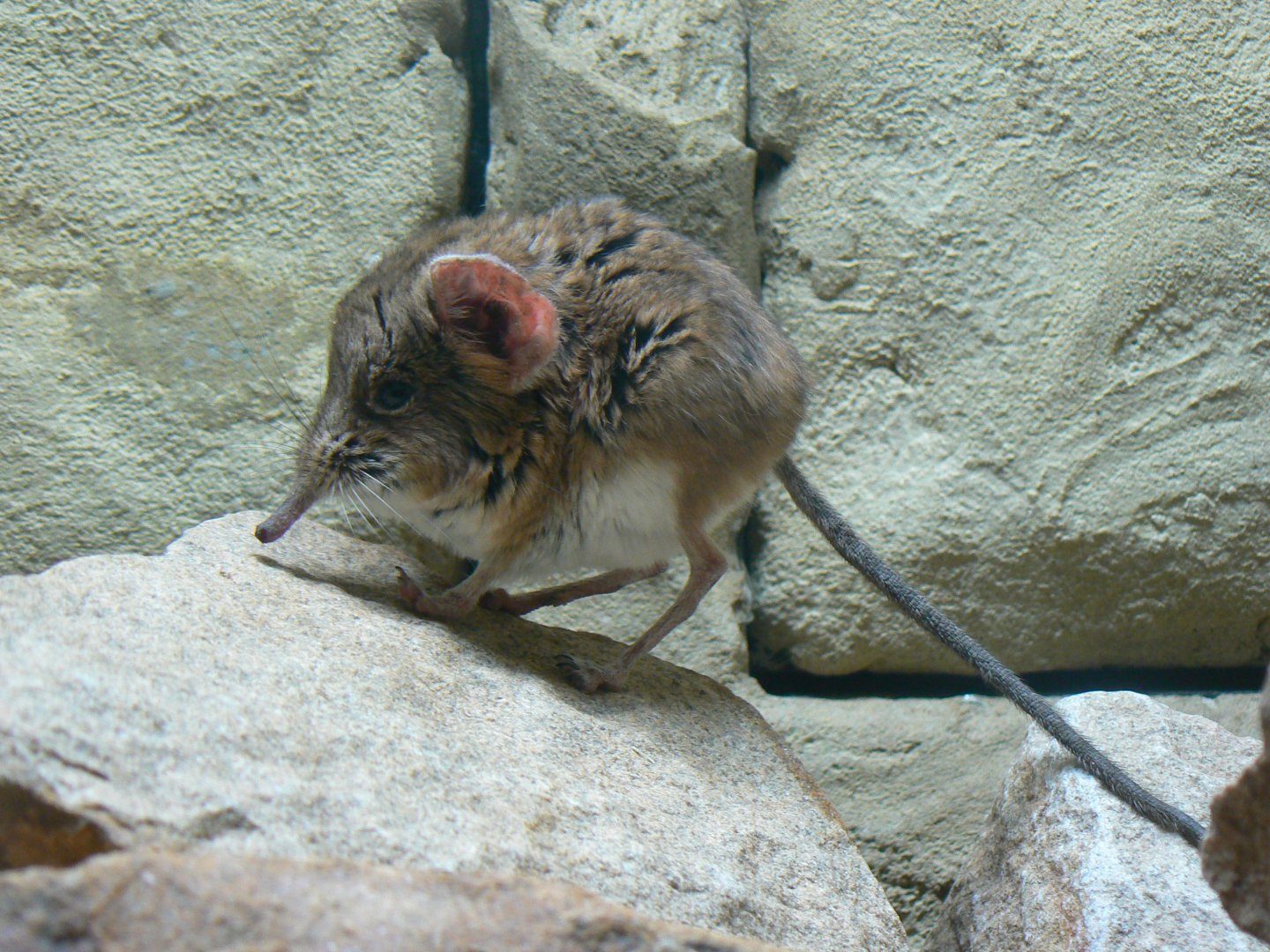 Round-eared Elephant-shrew - 27 October 2019
