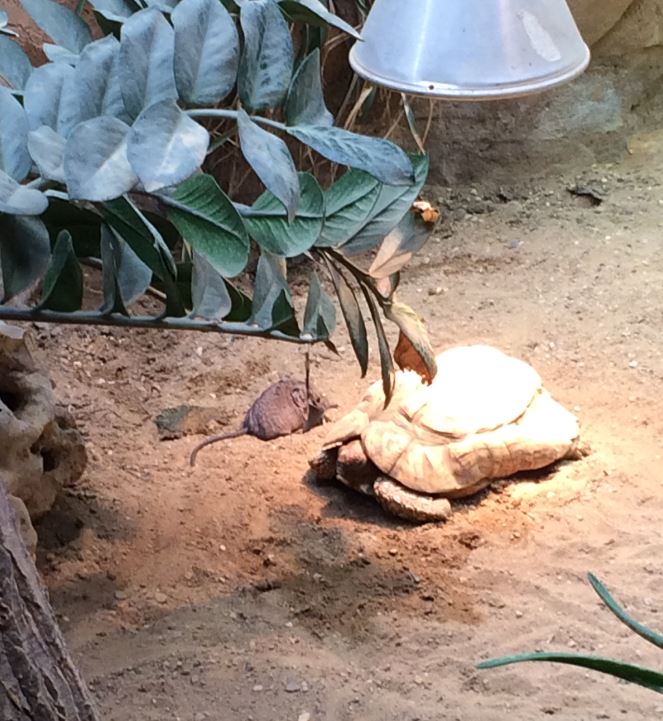 Round-Eared Elephant Shrew and Leopard Tortoise 12-8-2018
