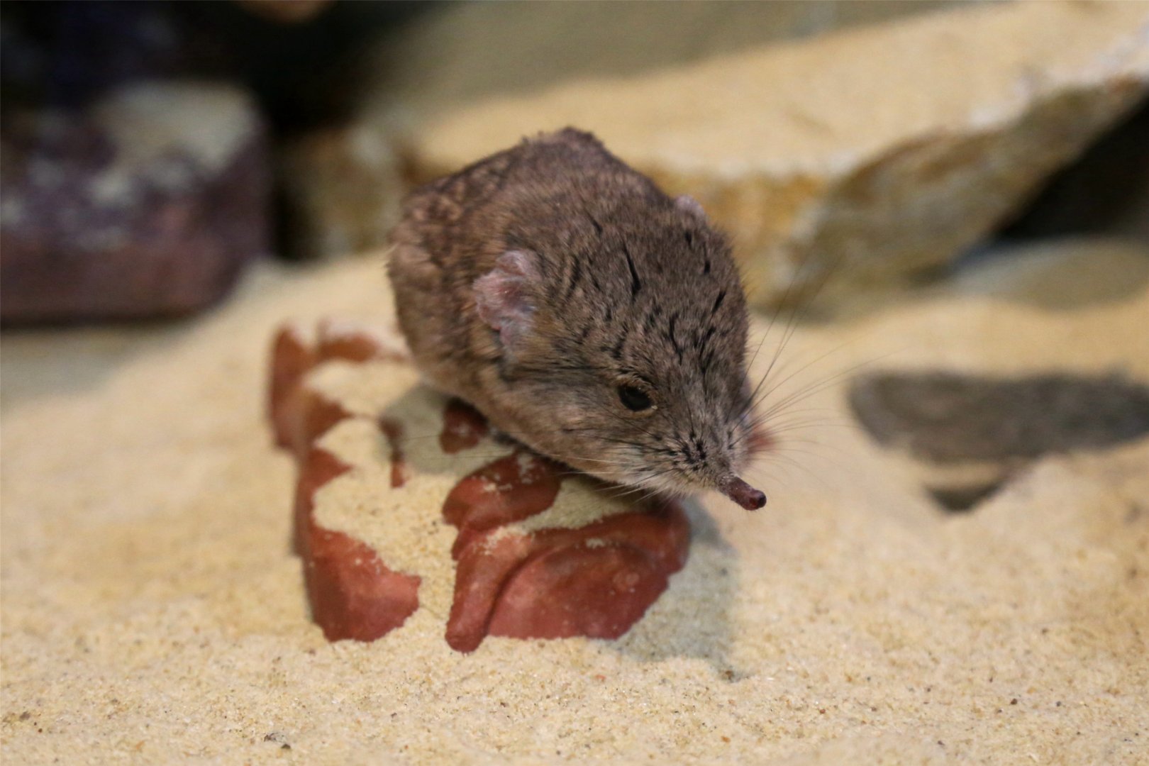 Round-eared Elephant Shrew, August 2015