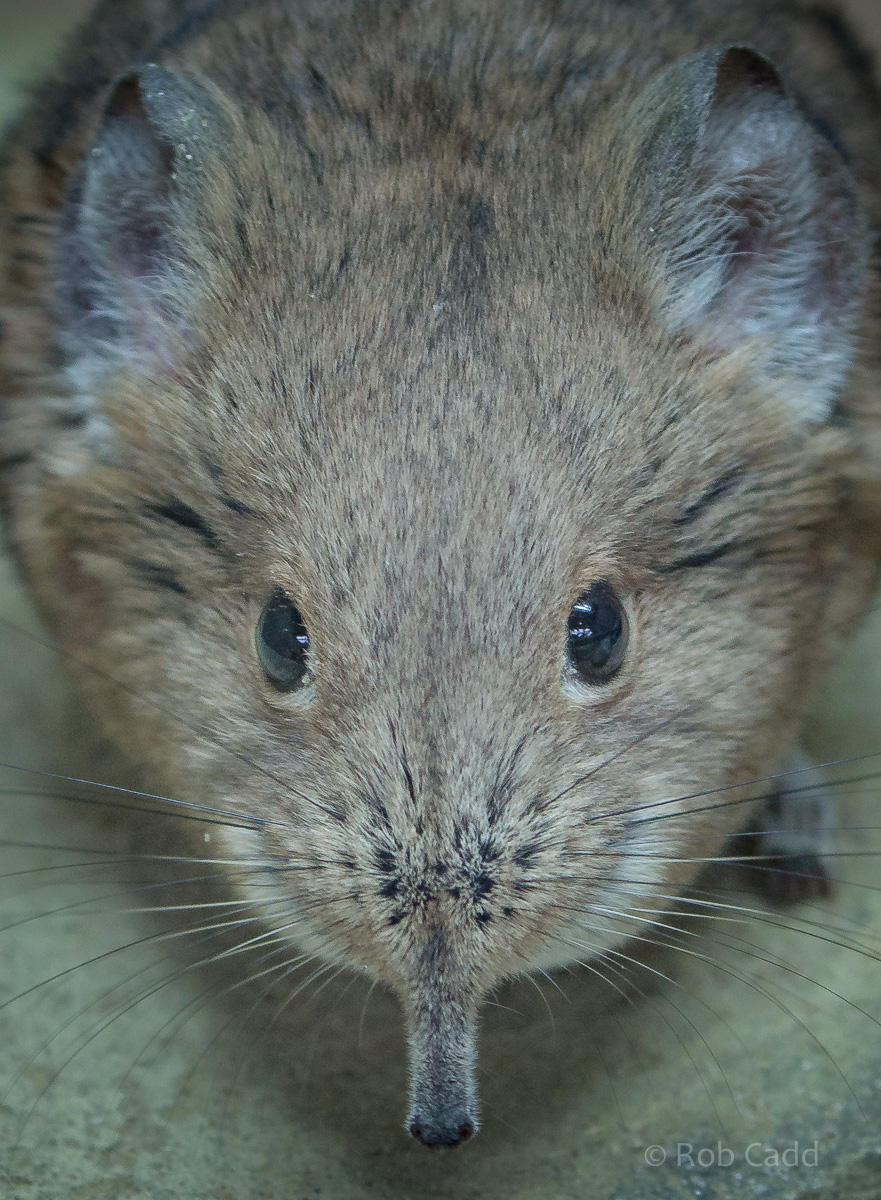 Round-eared elephant shrew : Chester Zoo : 23 Apr 2016