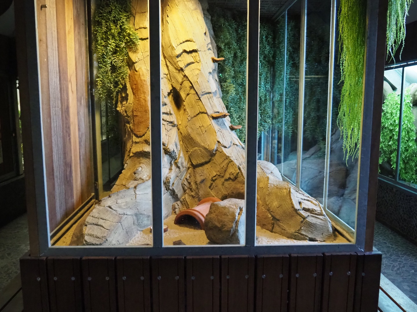 Round-eared elephant shrew exhibit, 2019-04-06