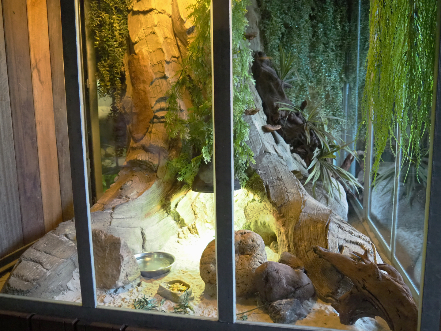 Round-eared elephant shrew exhibit, 2022-05-17