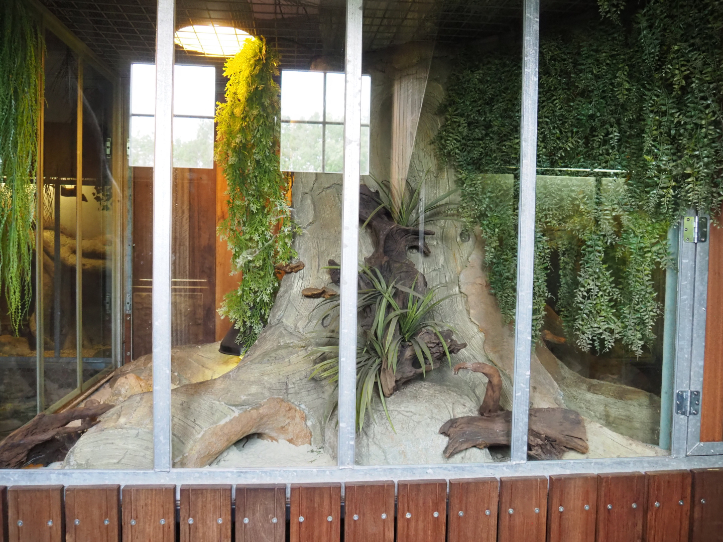 Round-eared elephant shrew exhibit, 2022-05-17