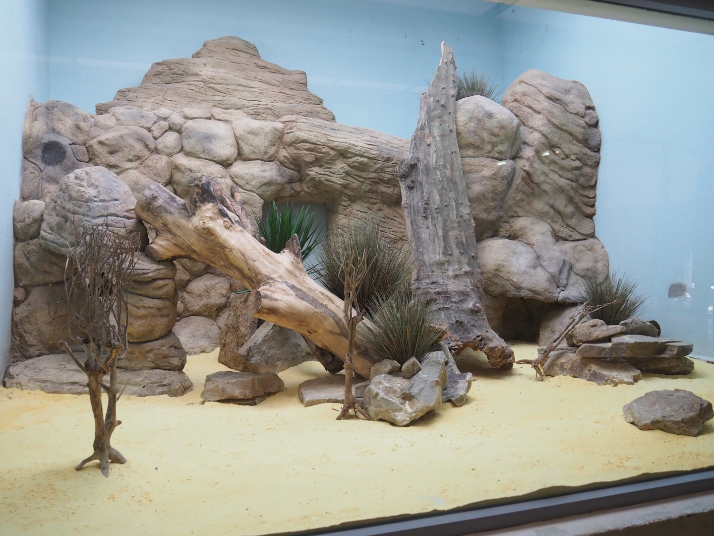 Round-eared elephant shrew exhibit, 2022-08-16