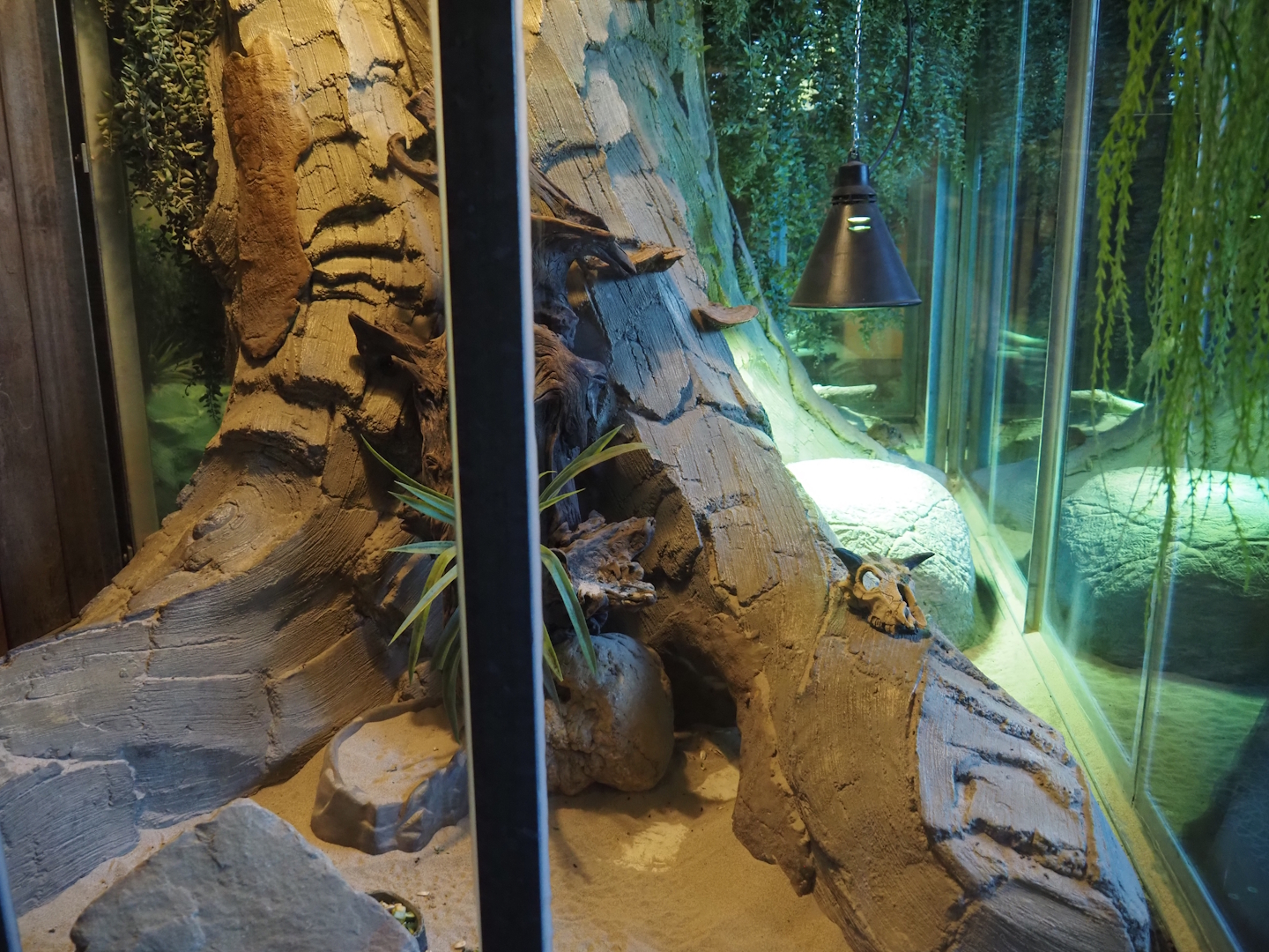 Round-eared elephant shrew exhibit, 2025-04-12