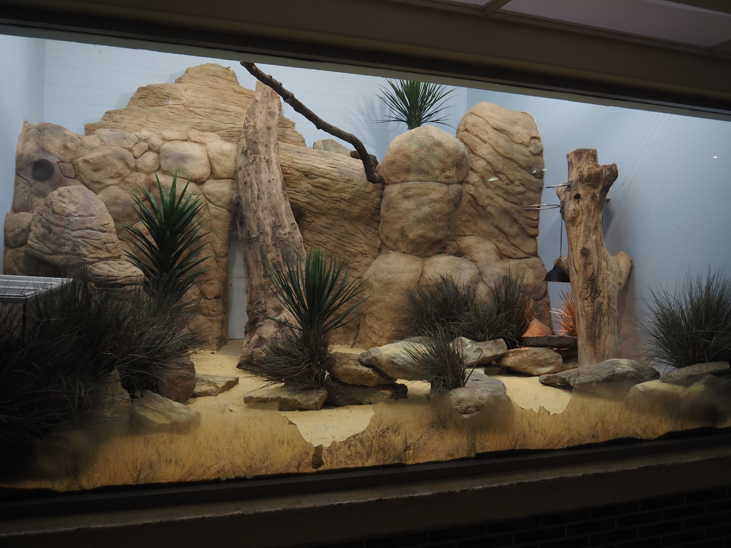 Round-eared elephant shrew exhibit, 2025-07-21