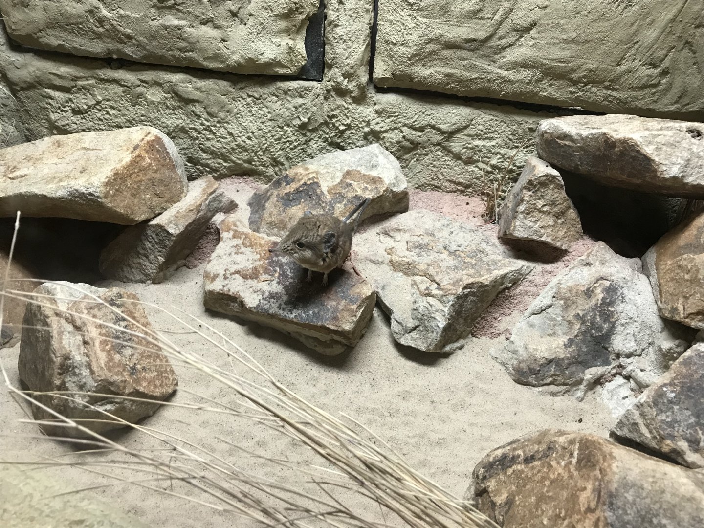 Round-eared elephant shrew exhibit 261019