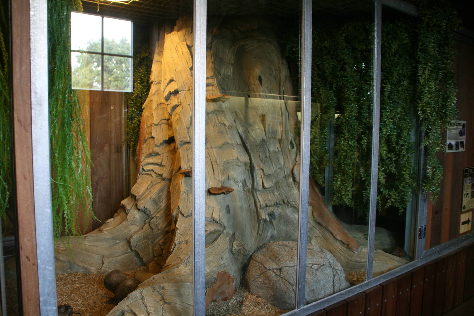 Round-eared elephant shrew exhibit