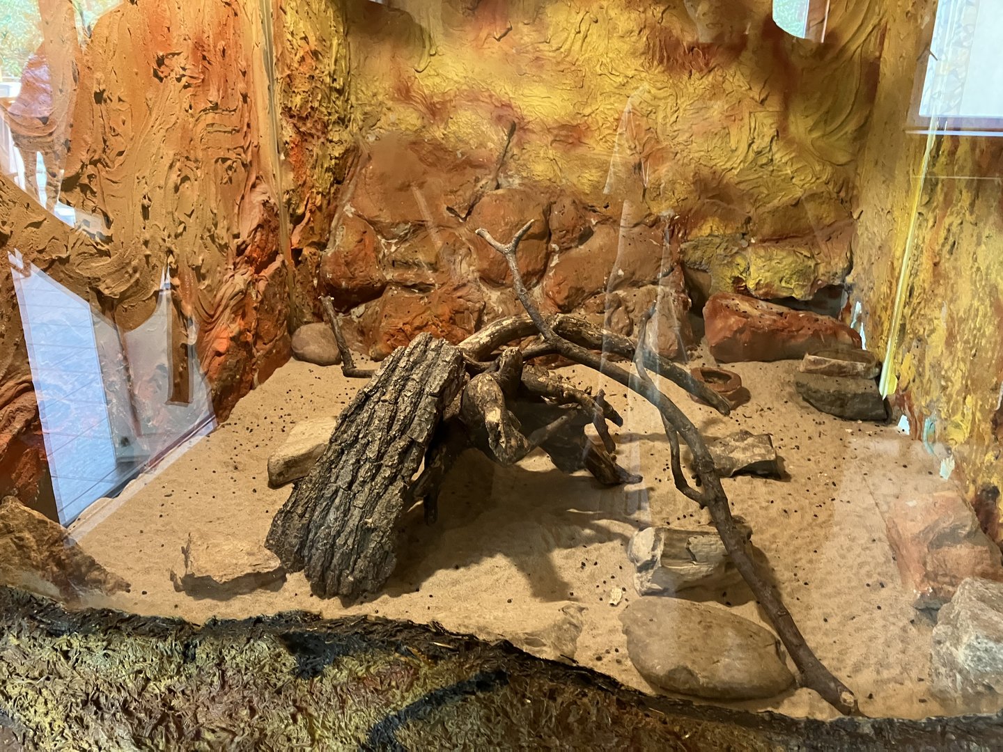 Round-eared elephant shrew exhibit