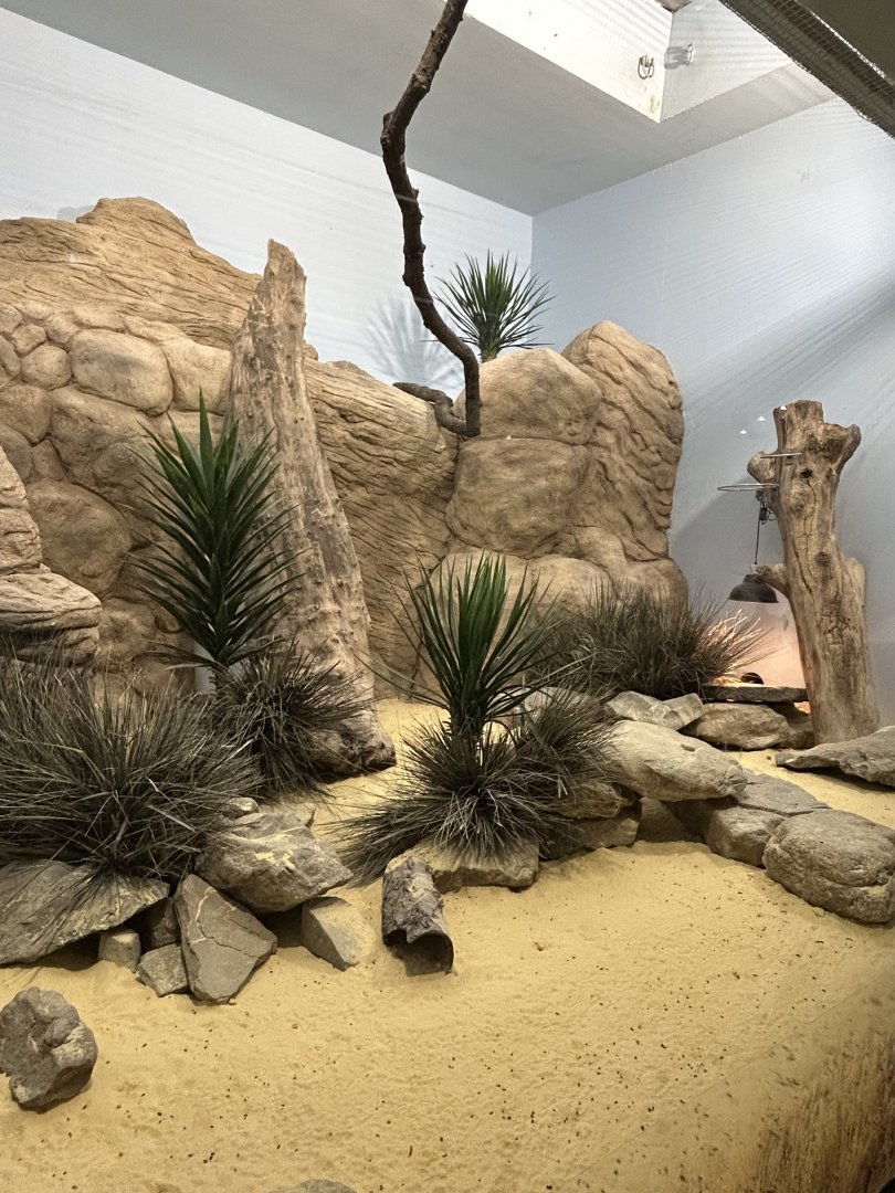 Round-eared elephant shrew exhibit