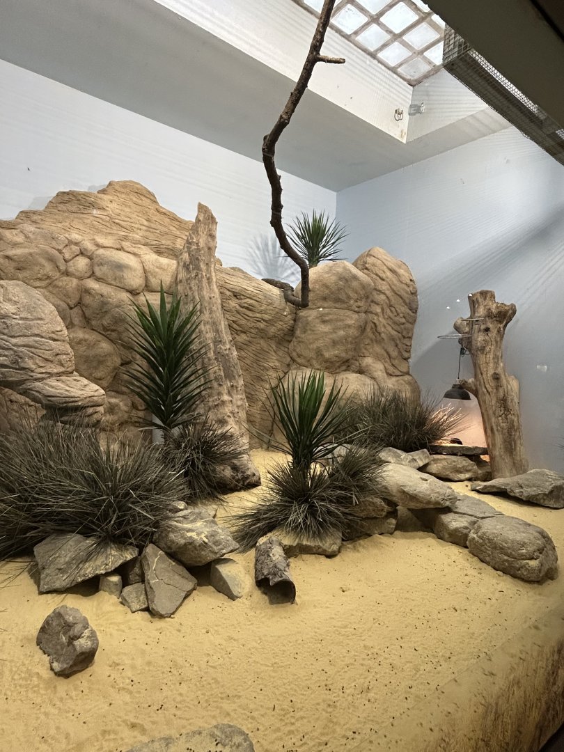 Round-eared elephant shrew exhibit