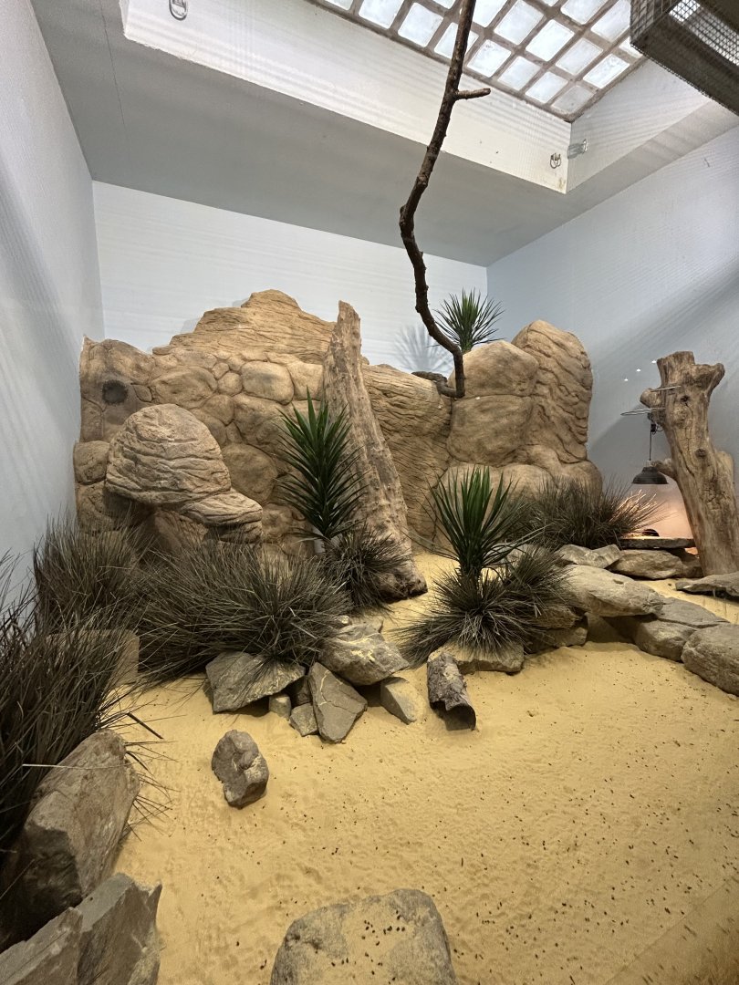 Round-eared elephant shrew exhibit