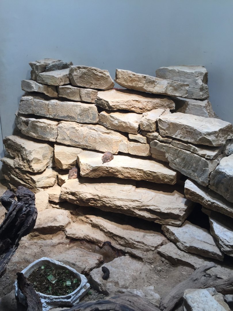 Round-eared elephant shrew - February 2018