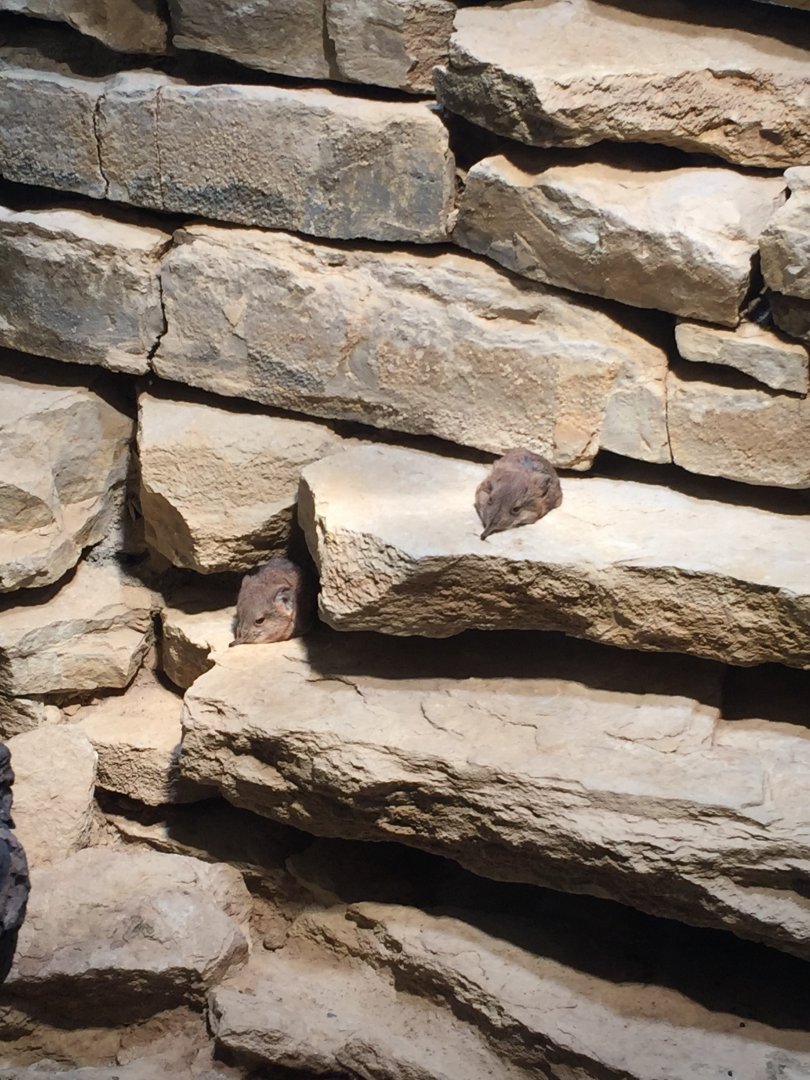 Round-eared elephant shrew - February 2018