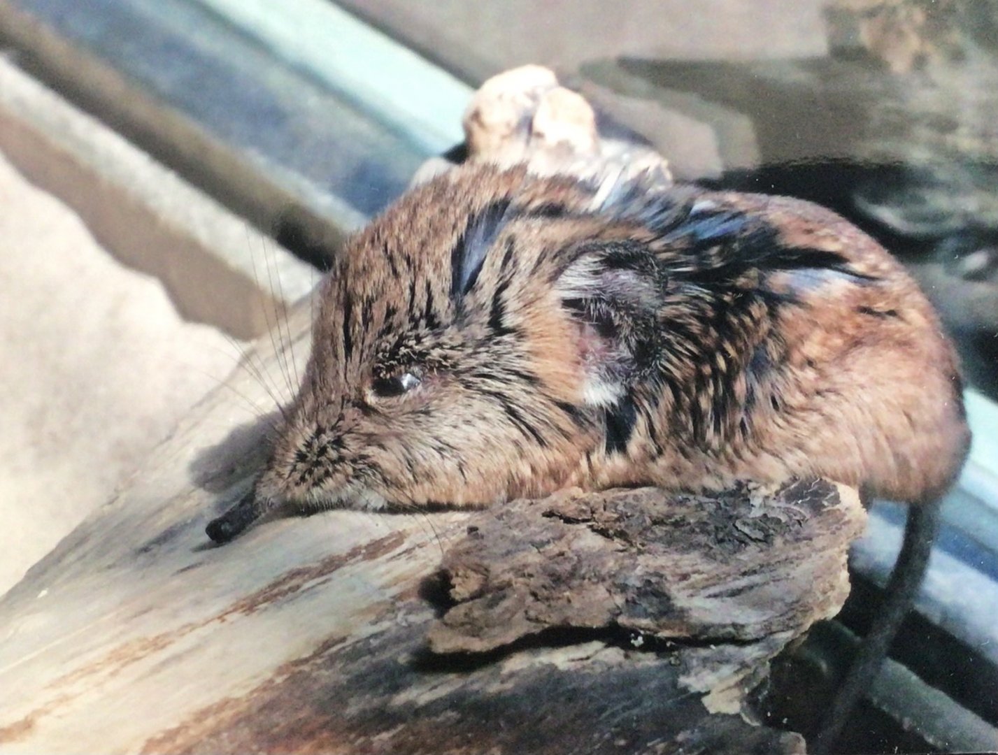 Round-eared elephant shrew in the Giraffe House 2012