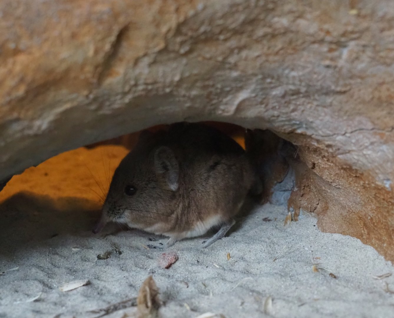 Round-eared elephant shrew (Macroscelides proboscideus), 2019-04-06