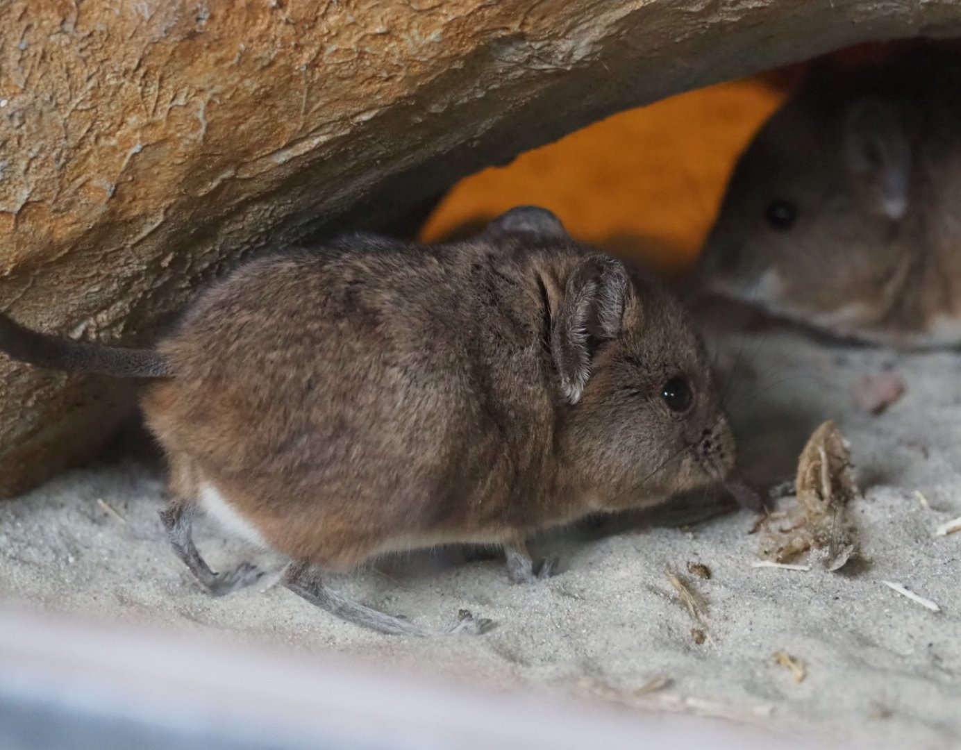 Round-eared elephant shrew (Macroscelides proboscideus), 2019-04-06