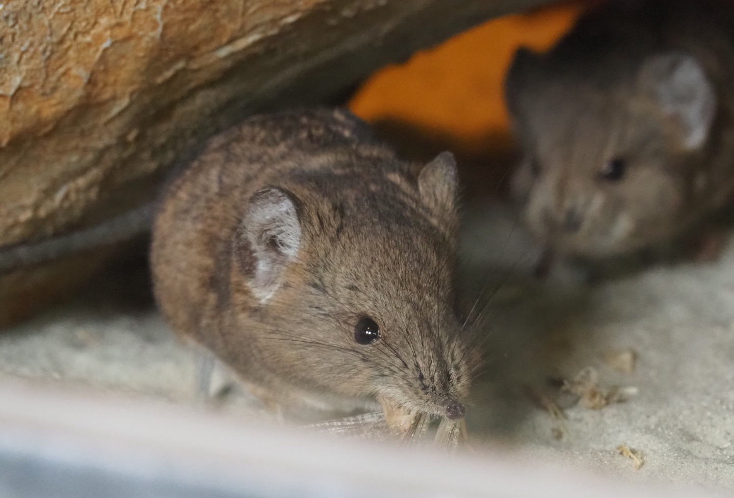 Round-eared elephant shrew (Macroscelides proboscideus), 2019-04-06