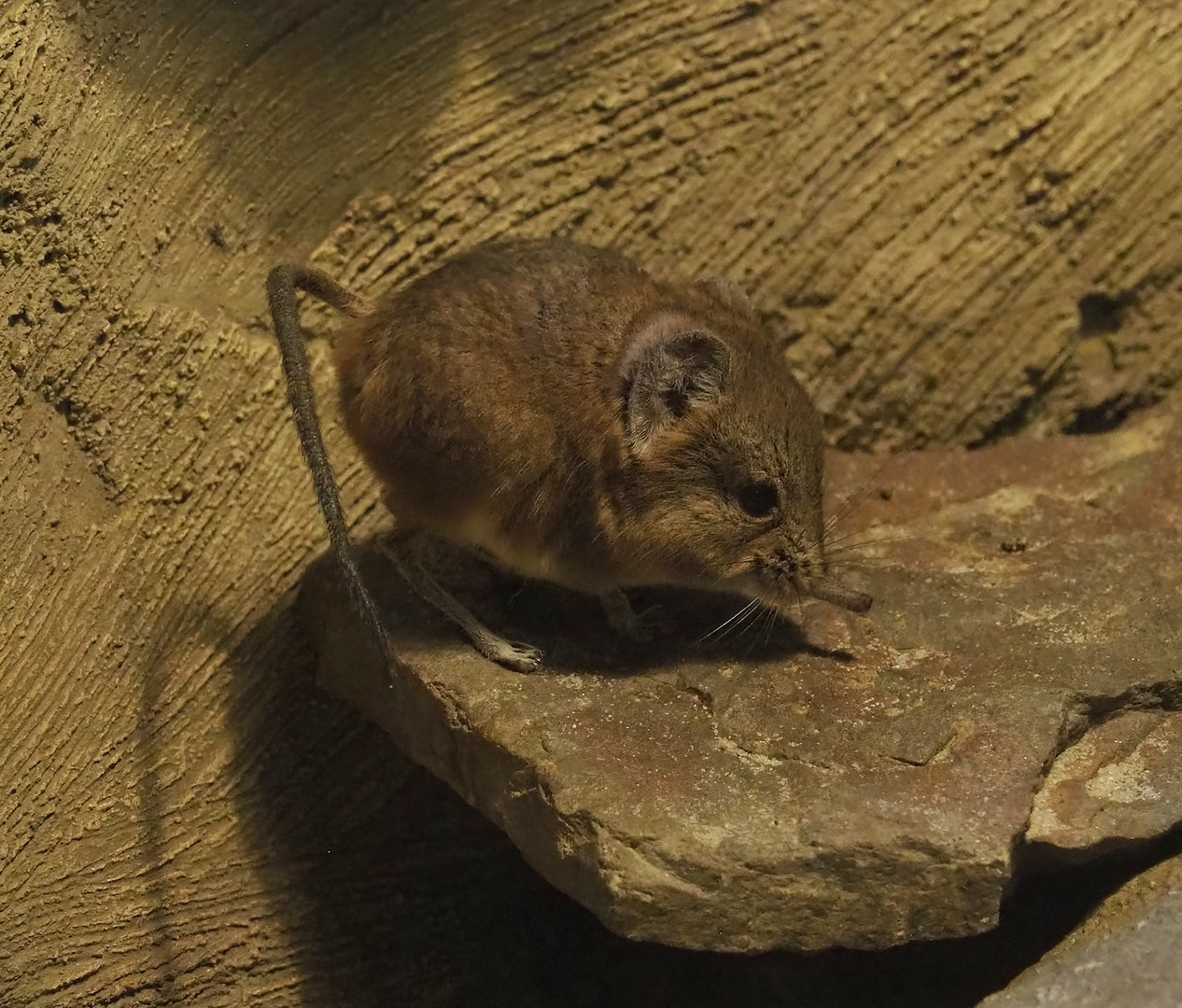 Round-eared elephant shrew (Macroscelides proboscideus), 2023-05-31