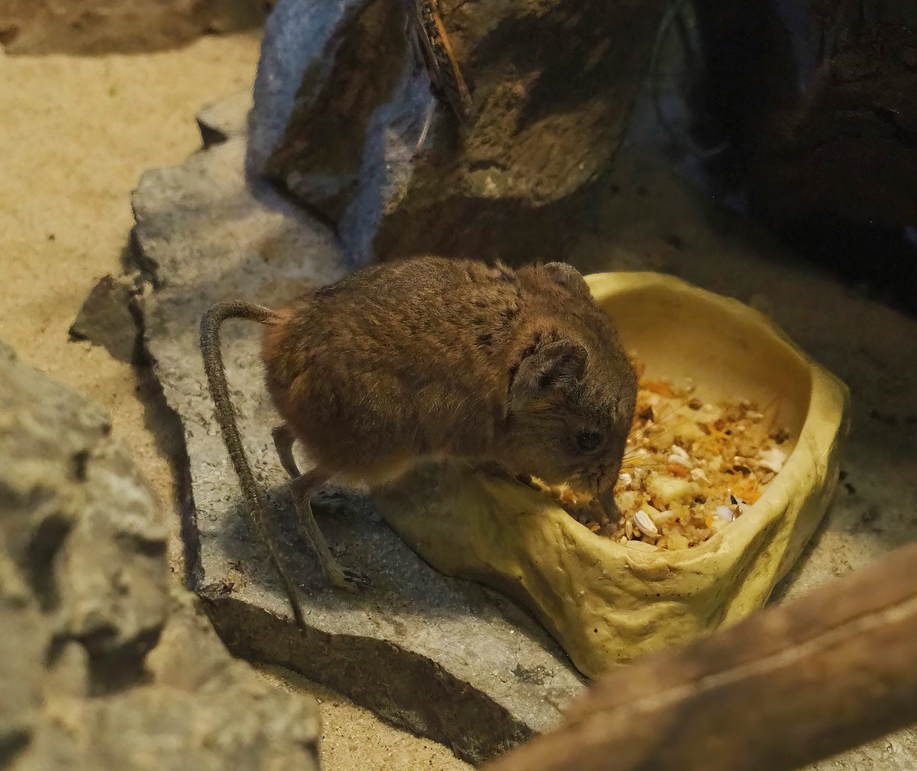 Round-eared elephant shrew (Macroscelides proboscideus), 2023-05-31