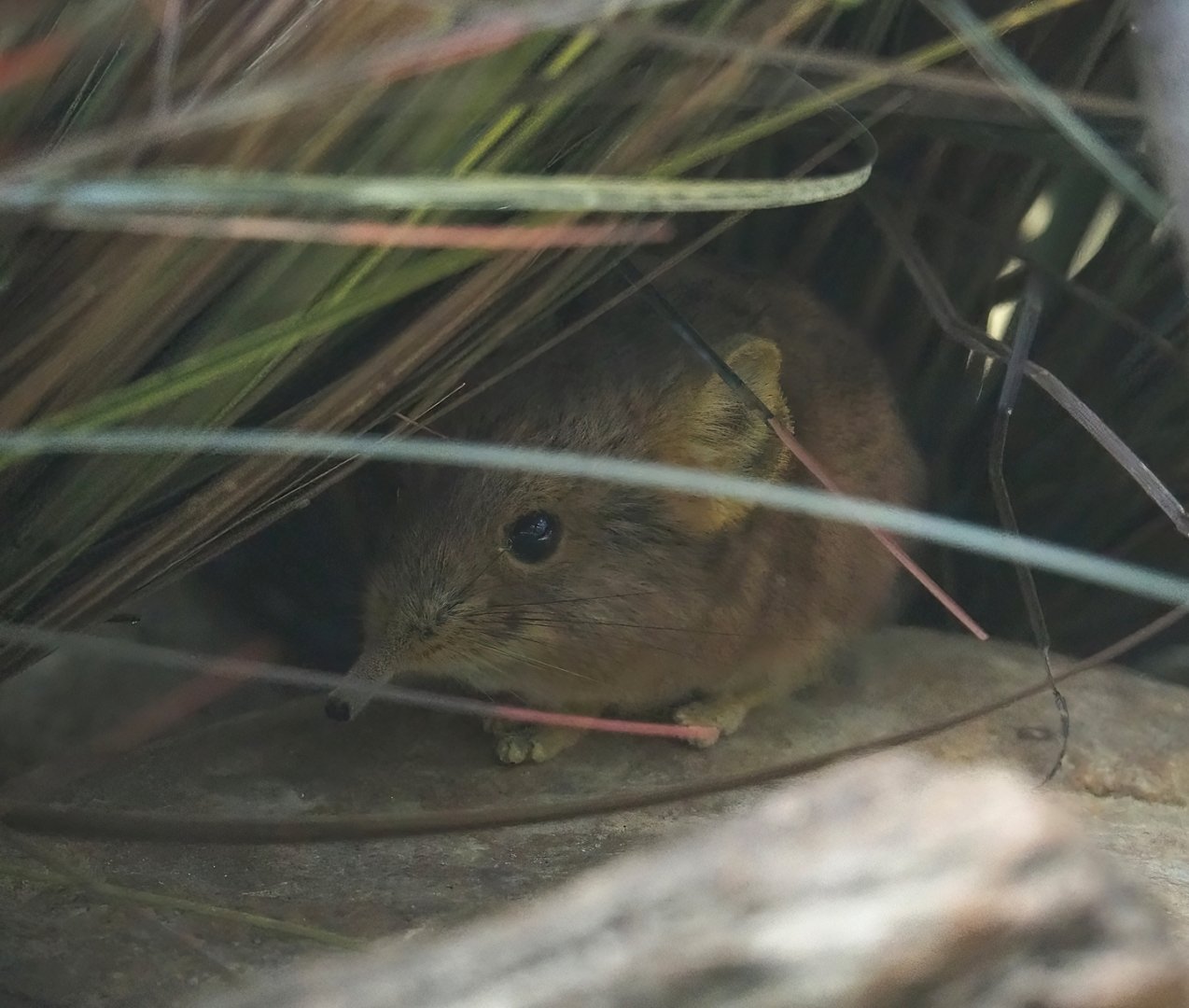 Round-eared elephant shrew (Macroscelides proboscideus), 2023-07-22