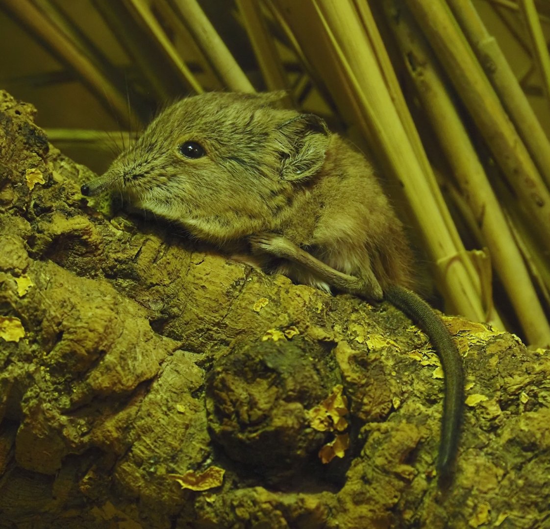 Round-eared elephant shrew (Macroscelides proboscideus), 2024-08-05