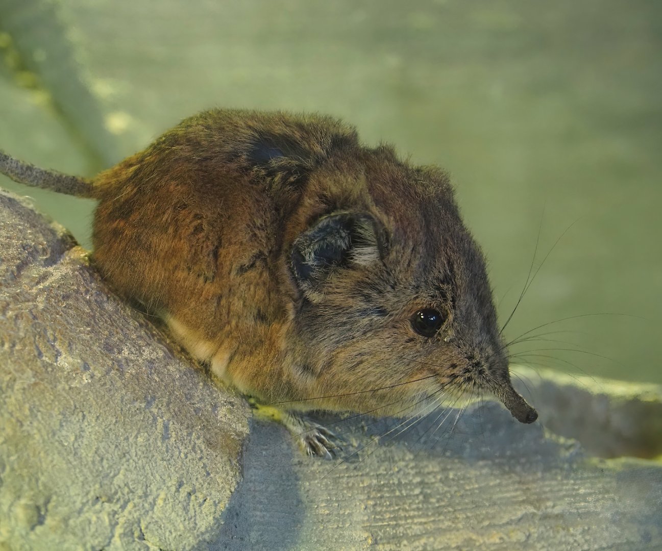 Round-eared elephant shrew (Macroscelides proboscideus), 2025-04-12