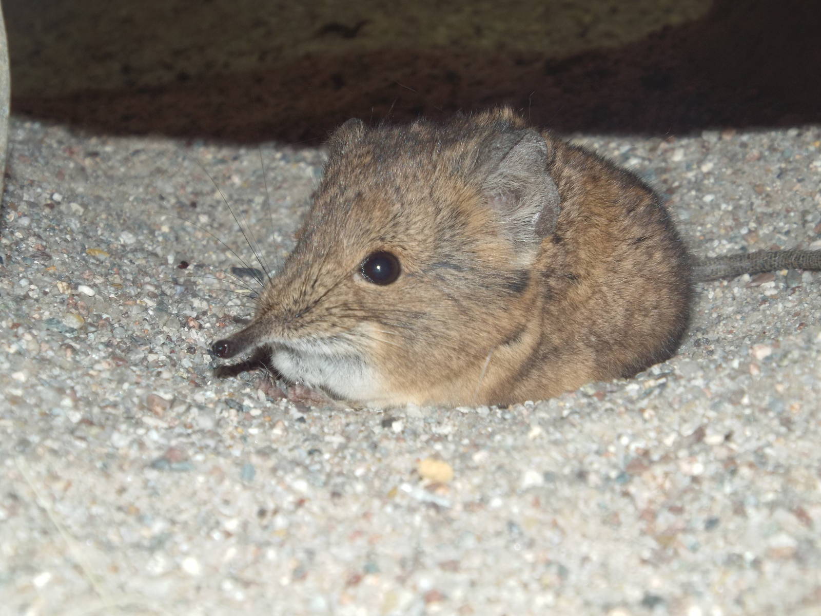 Round-eared Elephant Shrew (Macroscelides proboscideus) at Zoo Leipzig - Ap