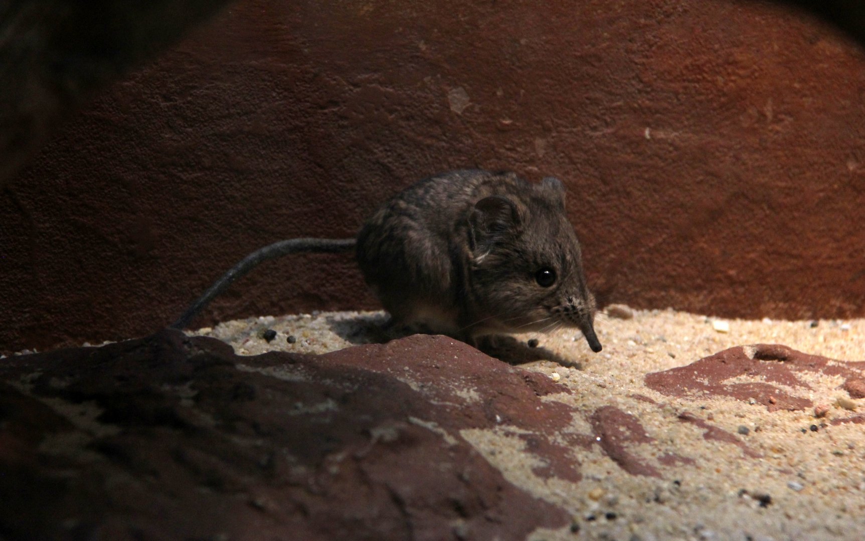 round-eared elephant shrew (Macroscelides proboscideus)