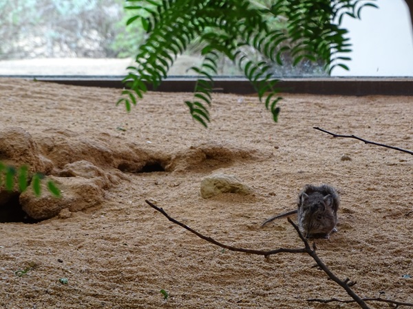 Round-eared elephant shrew (Macroscelides proboscideus)