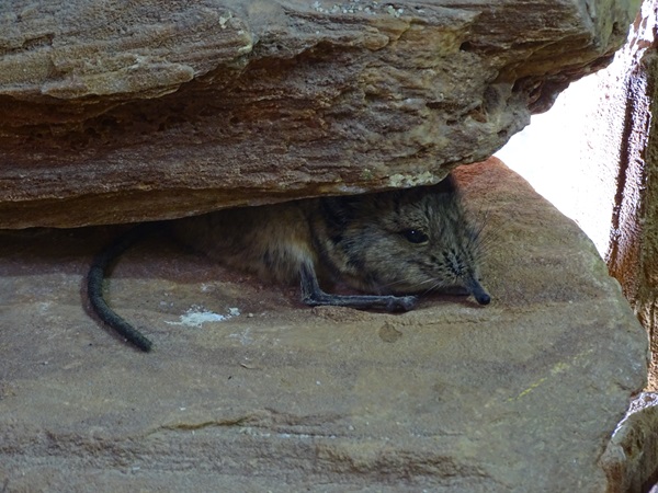 Round-eared elephant shrew (Macroscelides proboscideus)