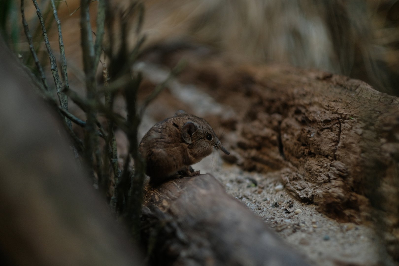 Round-eared Elephant Shrew (Macroscelides proboscideus)