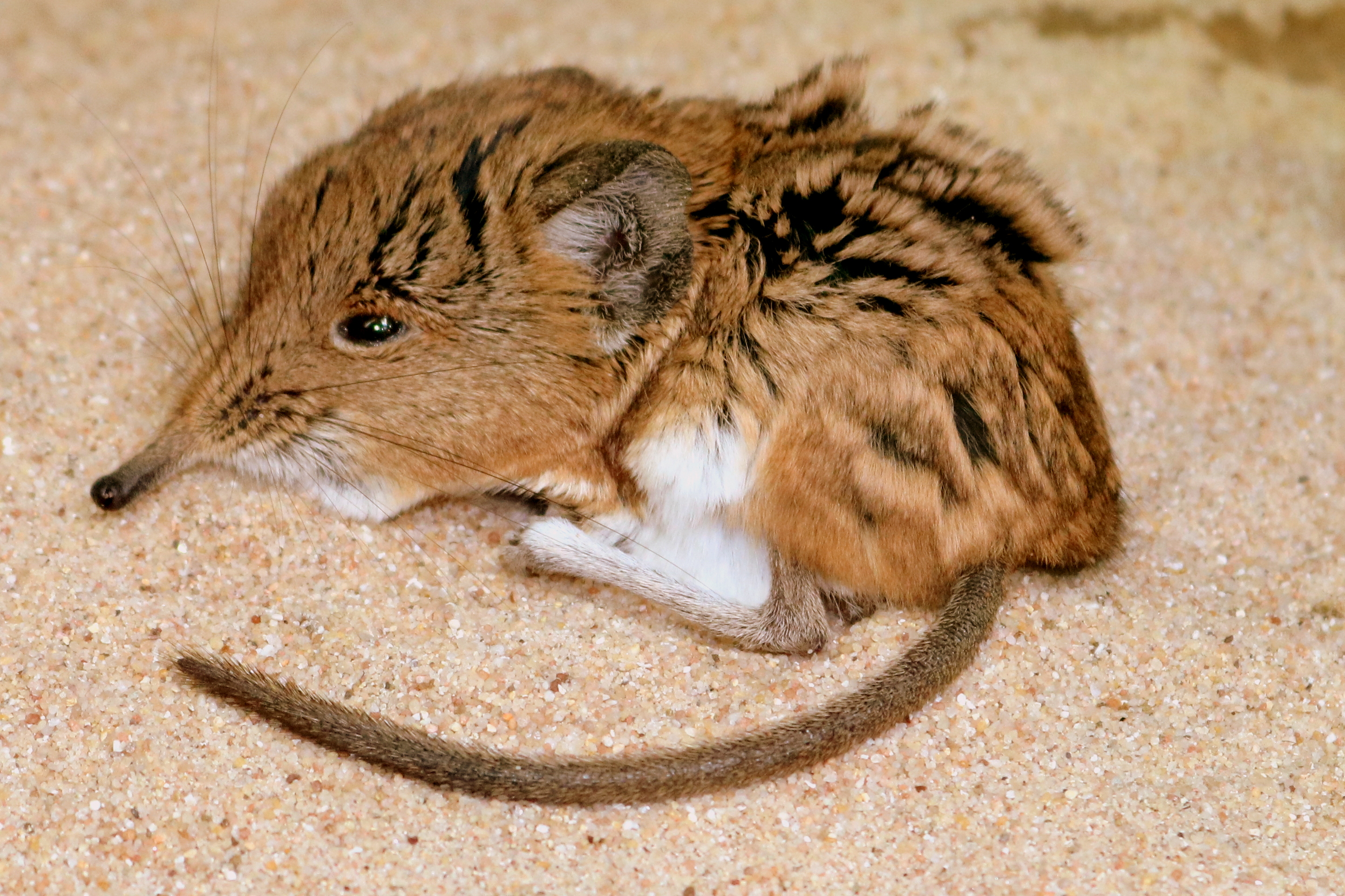 Round-eared elephant shrew; Stuttgart; 5th September 2019