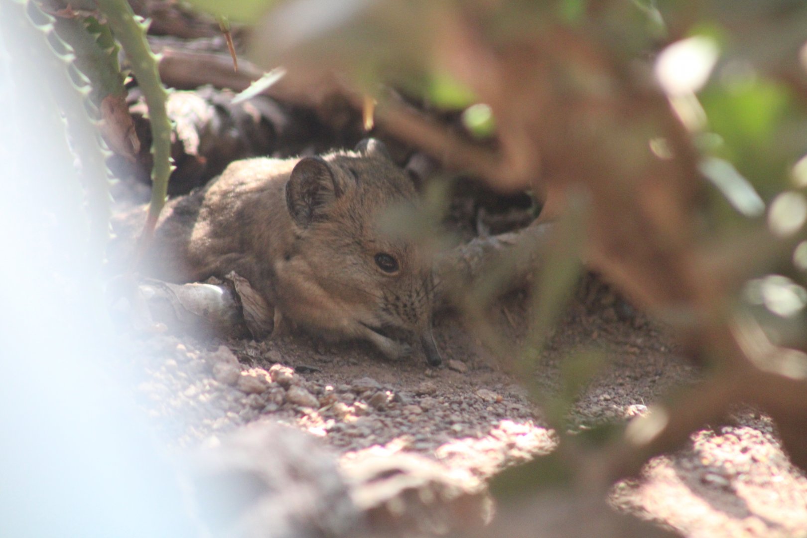 Round-eared Elephant Shrew - Wüstenhaus