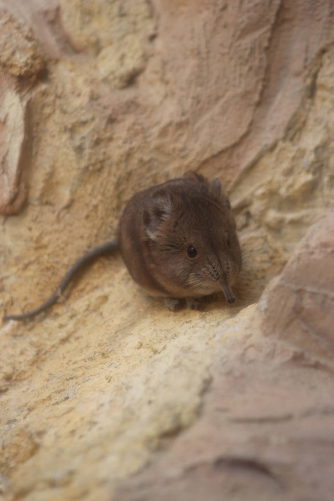 Round-eared elephant shrew