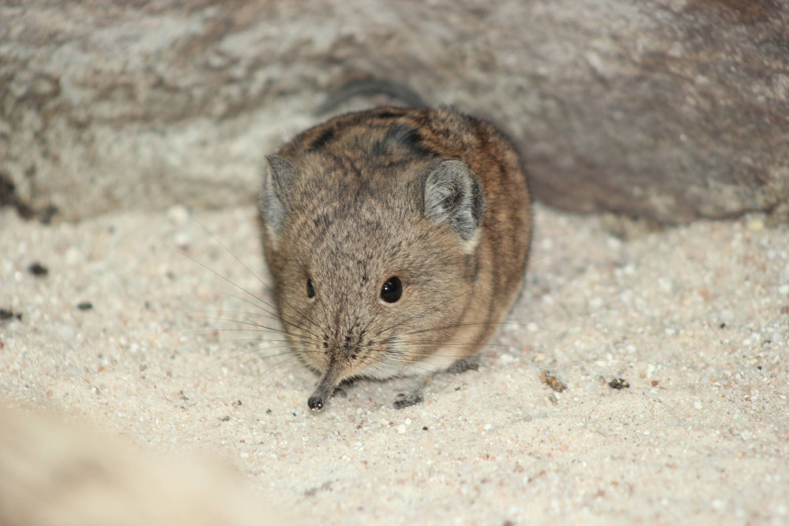 Round-eared elephant shrew