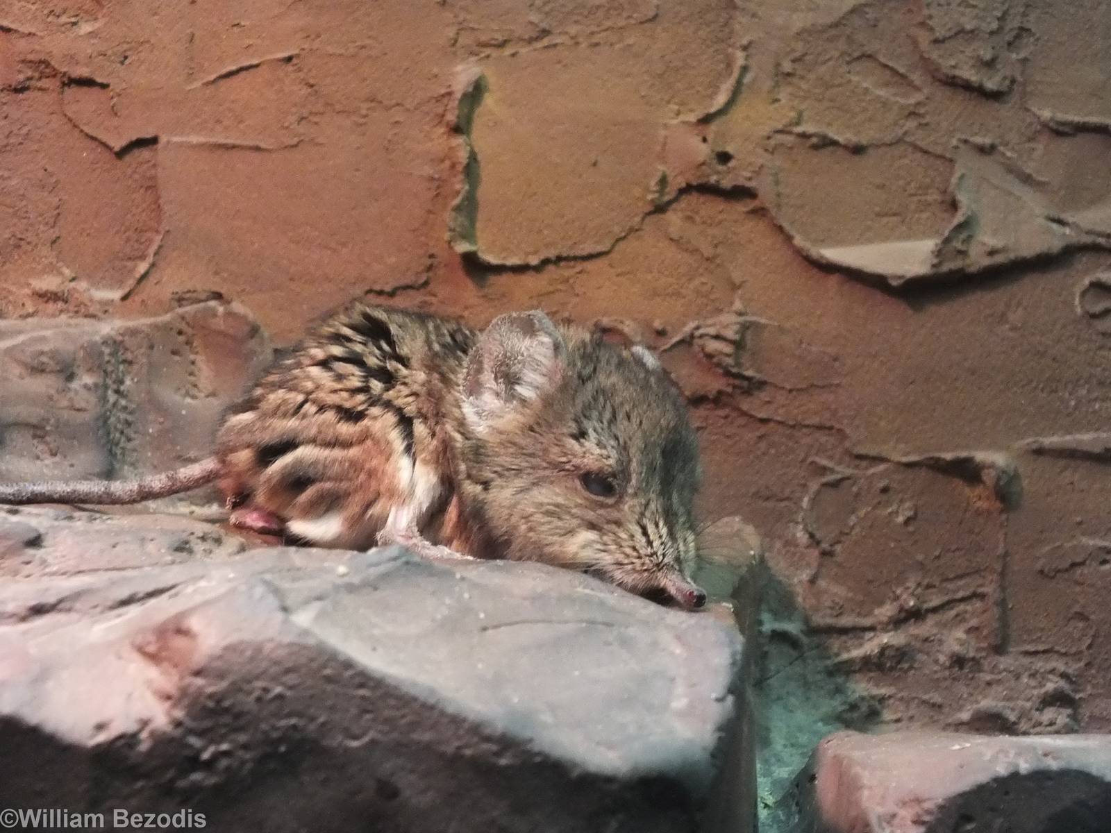 Round-eared Elephant-shrew