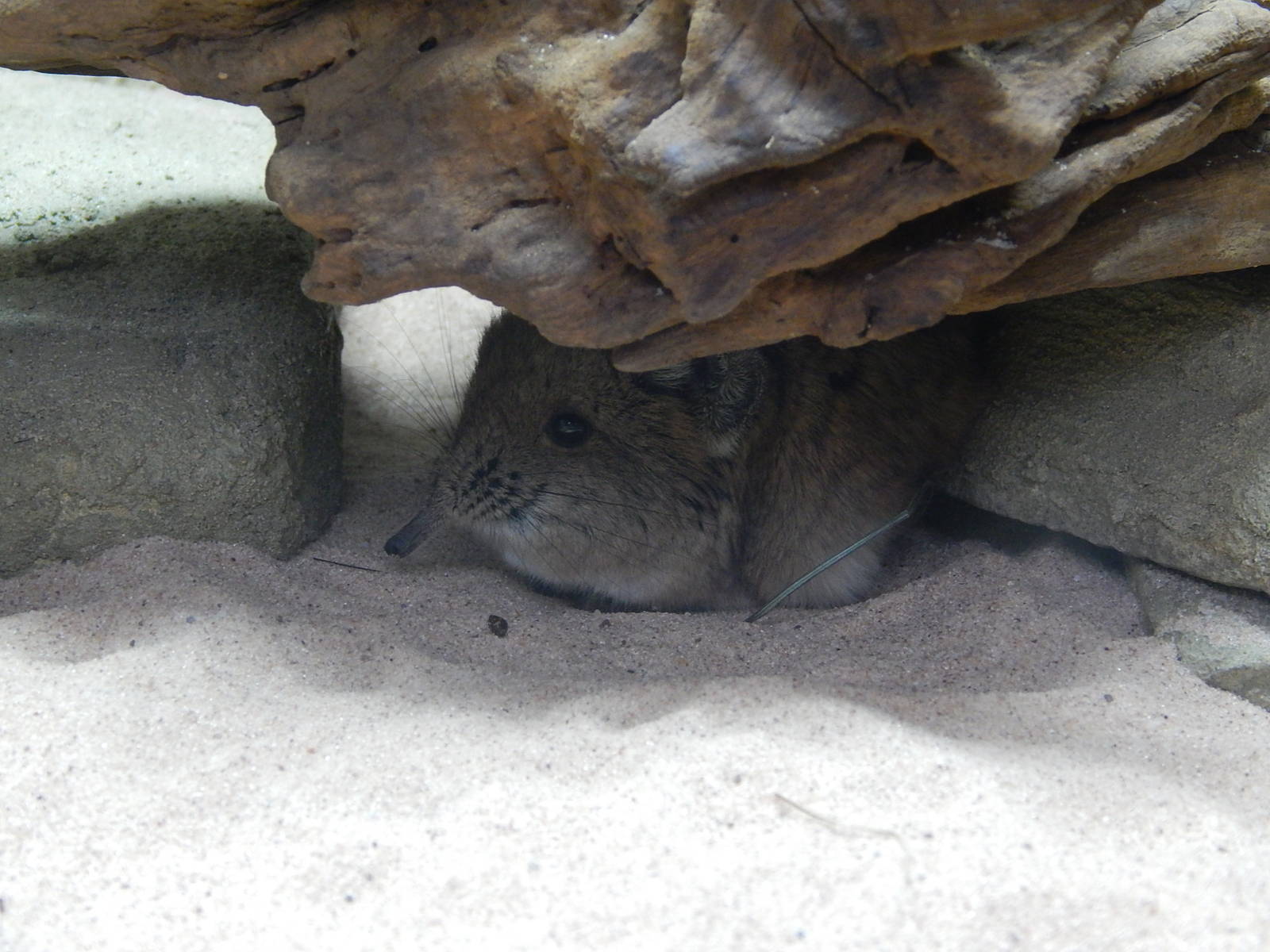 Round-eared Elephant Shrew