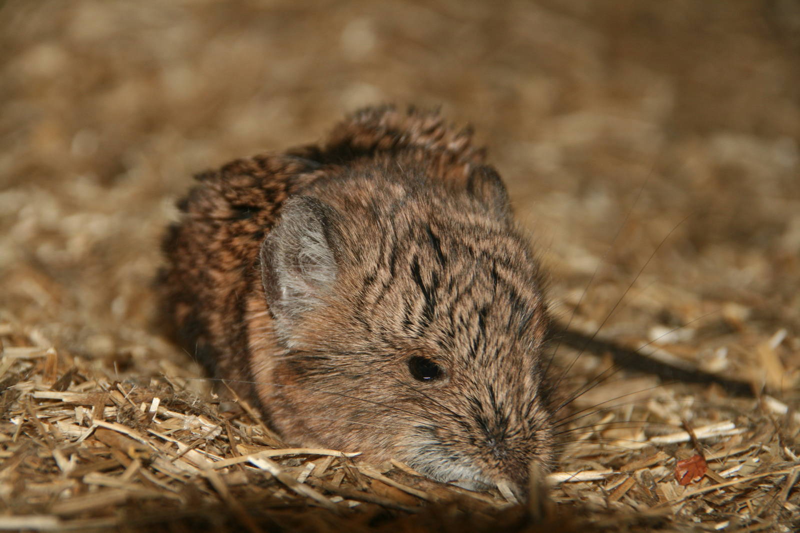 Round-eared elephant shrew