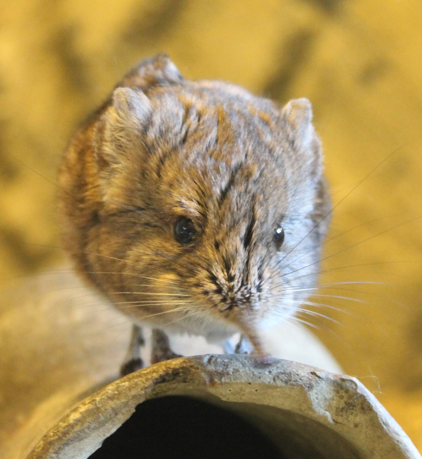 Round-eared elephant shrew