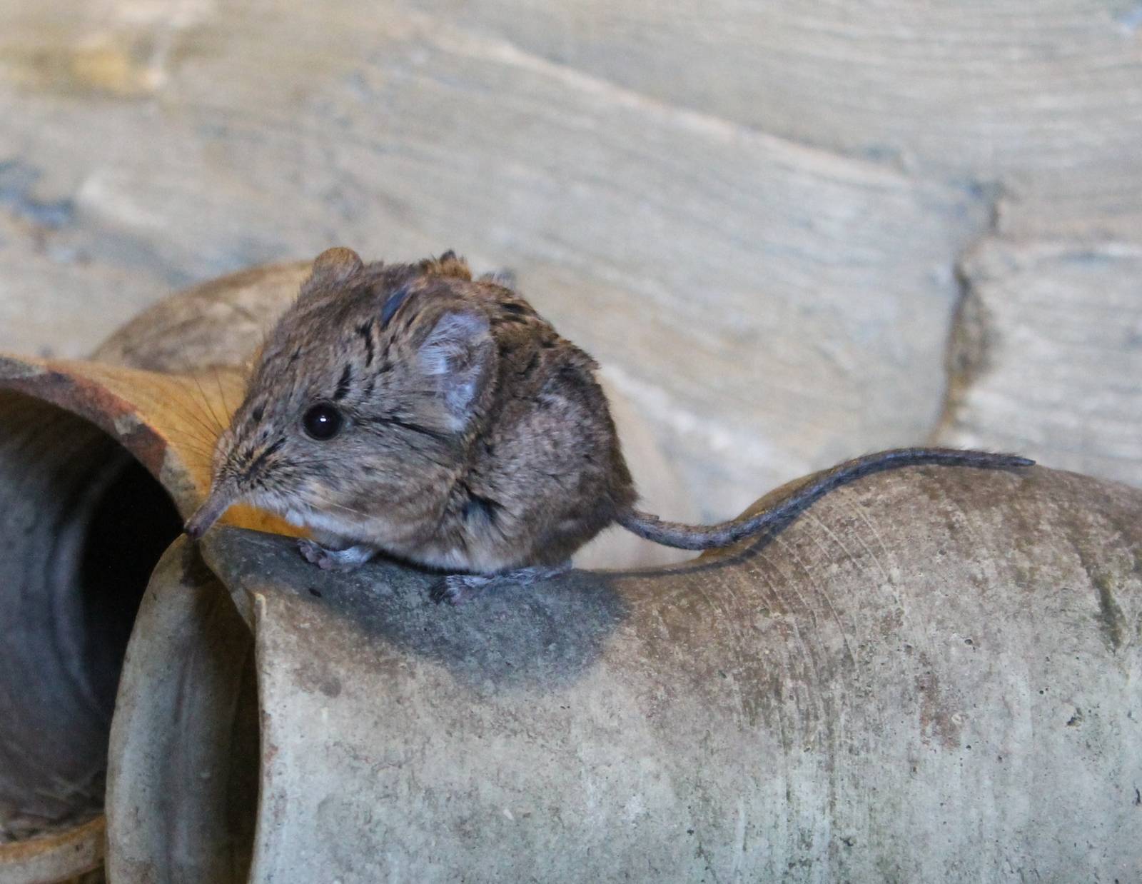 Round-eared elephant shrew