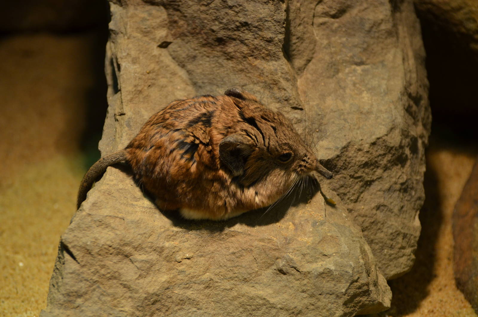 Round-eared elephant shrew