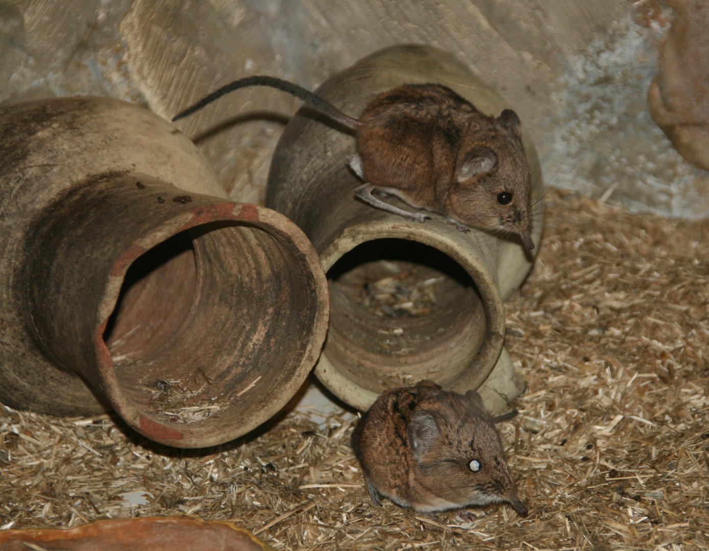 Round-eared elephant shrew