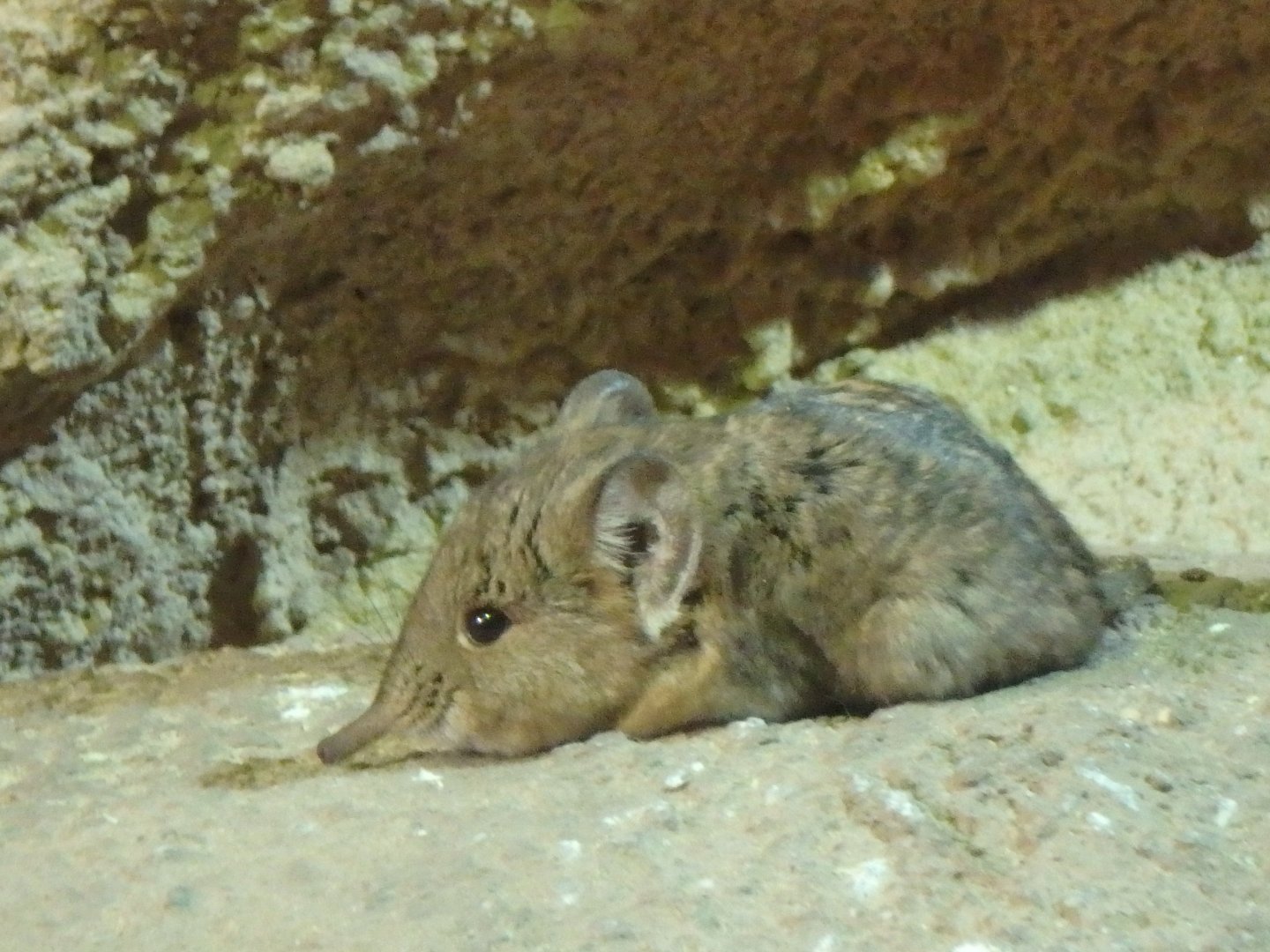 Round-eared elephant shrew