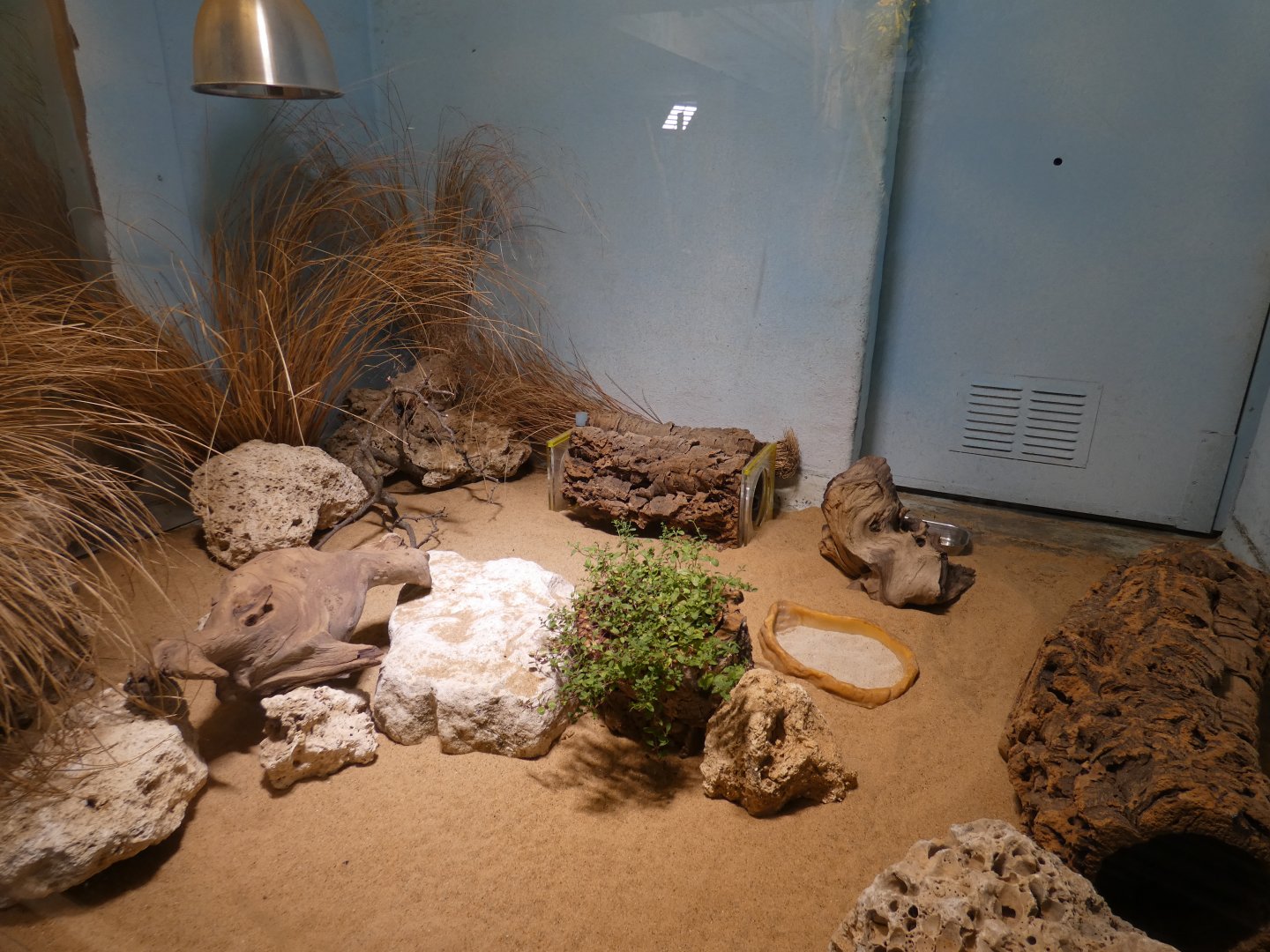 Round-eared elephant shrew