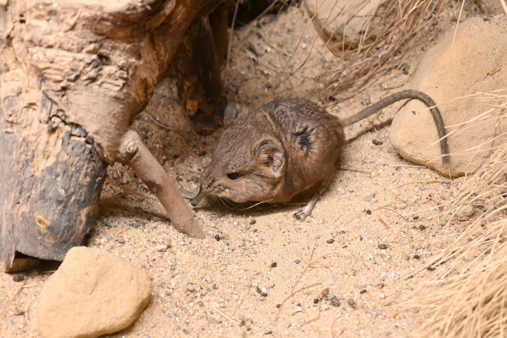 Round-eared Elephant Shrew