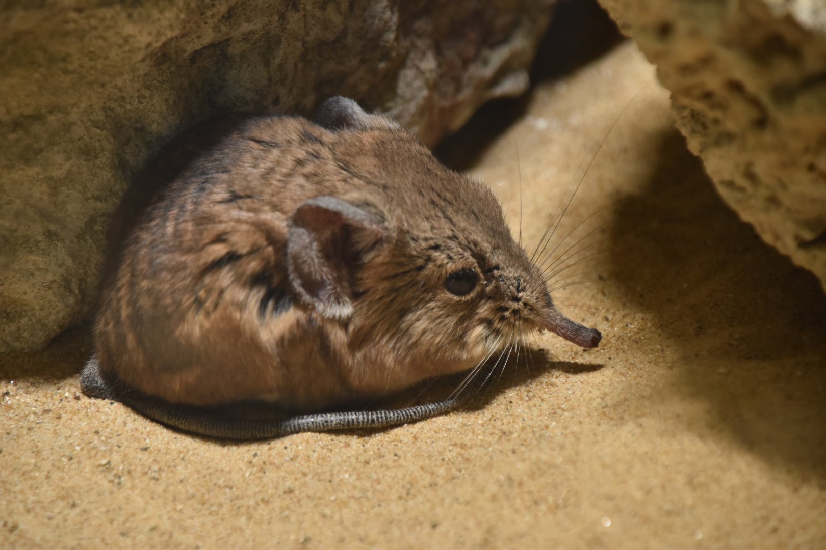 Round-eared elephant shrew