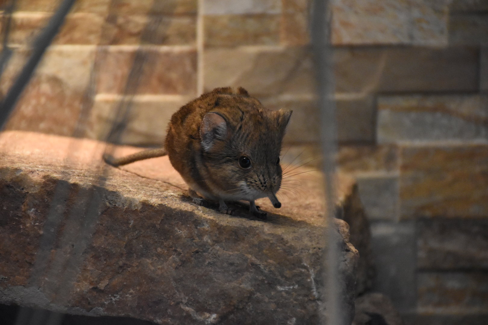 Round-eared elephant shrew